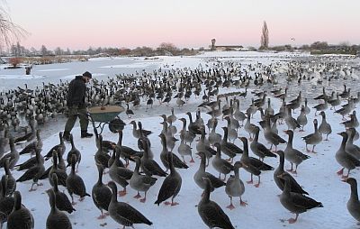 Hundreds of geese waiting to be fed on an icy day at Slimbridge.